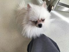 -共舞时光猫咖·狗咖(新街口店)