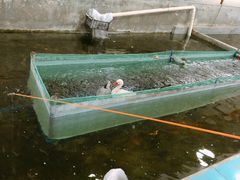 -小象钓虾·营地烧烤(洛溪店)
