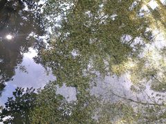 -莫里热带雨林景区