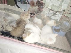 -万达广场(大明宫店)