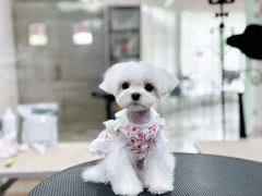 -鑫艺宠物美容培训学校