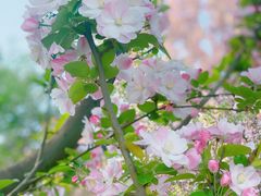 -元大都城垣遗址公园