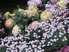 -杭州植物园