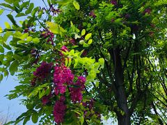 -铁山坪森林公园