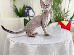 -山宅一喵德文卷毛猫舍