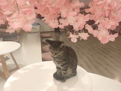 -浣熊柯尔鸭土拨鼠·电玩咖
