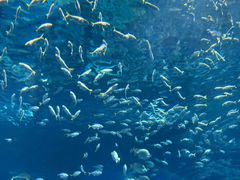 -海合安武汉极地海洋公园