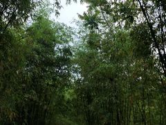 -川西竹海景区