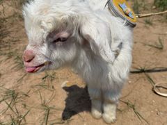 -敕勒川草原文化旅游区