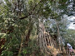 -中国科学院西双版纳热带植物园