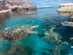 -海合安武汉极地海洋公园
