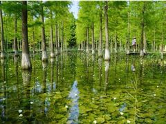 -泗洪洪泽湖湿地景区