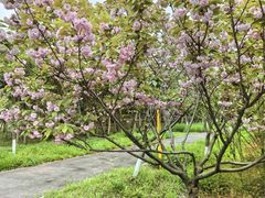 -上海浦江郊野公园-5号停车场