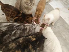 -楼上猫咖(罗湖店)