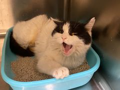 -萌兽医馆·犬猫专科·眼科中心·宠物医院(朝阳门分院)
