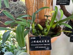 -中国科学院西双版纳热带植物园