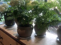手冲咖啡-桉树林A coffee 森林餐厅(三圣乡店)