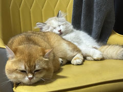 -小猫来了·猫舍(红山六九七九店)