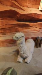 -酷嗒动物文化乐园(cutezoo西溪乐天城店)