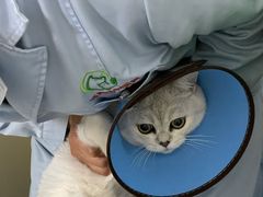 -汪喵宠物医院·骨科心脏影像·犬猫急重症ICU诊疗中心(成华分院)