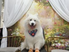 -星多哈·狗咖·拼豆·咖啡