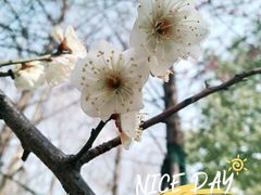 -洋湖国家湿地公园