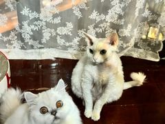-FAELING PETS美天灵宠物(合生汇店)
