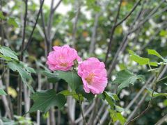 -王借岗森林公园