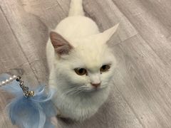 -BABIT巴比特宠物(MOMOPARK店)