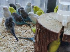 -怪兽屋·羊驼·猫咖·狗咖(俊华广场店)