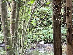 -桤木河湿地公园