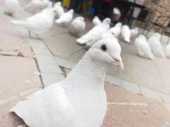 -世园罗曼小镇