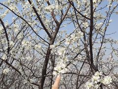 -武清南湖绿博园