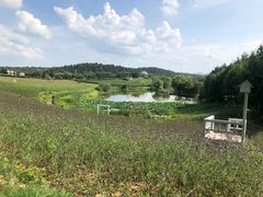 -大塘金香草谷