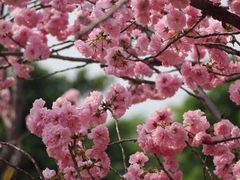 -天适樱花悠乐园