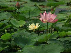 -天津东丽湖风景区