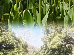 -上海鲜花港