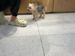 -FAELING PETS美天灵宠物(富力广场店)