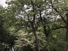 -长白岛森林公园