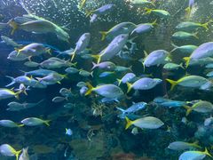 -上海海洋水族馆