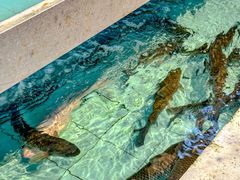 -金百门·顺德海鲜酒家(陈村店)