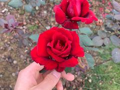 -都江堰玫瑰花溪谷