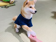 -逗柴咖啡屋·狗咖猫咖宠物桌游
