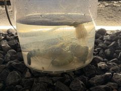 -DGE季风钓虾营地·团建·聚会