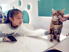 -飞行喵MR PILOT|猫舍·猫咖(静安大融城店)