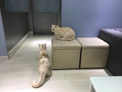 -喵的天空名猫咖啡馆·撸猫·猫舍·用品