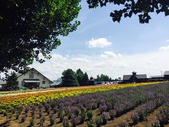 -富田农场