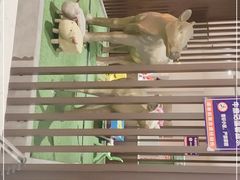 -朱氏牛鼎记鲜牛火锅(山水华庭店)