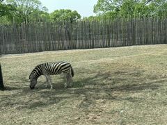 -成都动物园