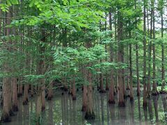 -桤木河湿地公园